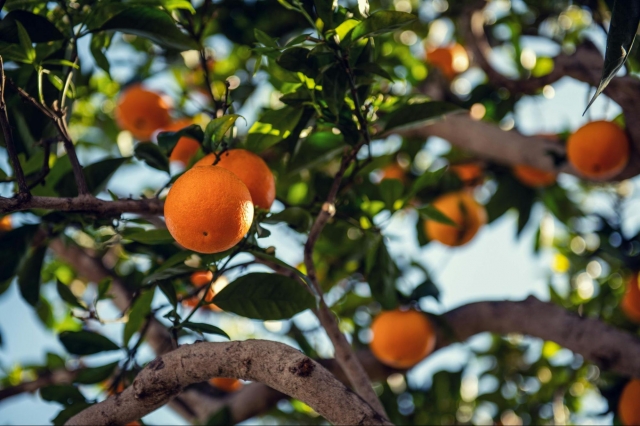 Sustainable Farming Practices for Growing Gold Nugget Mandarins